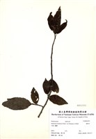 藏品(通條樹)的圖片